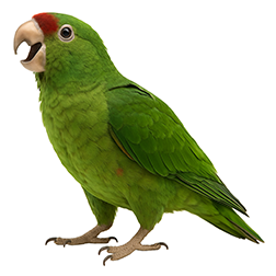 Scarlet-fronted Parakeet